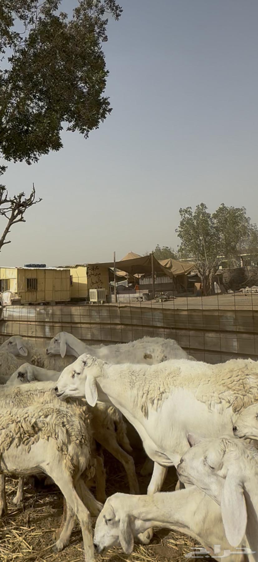 23 sheep with ram, paid 680 per head (( sold ))63792220821121112