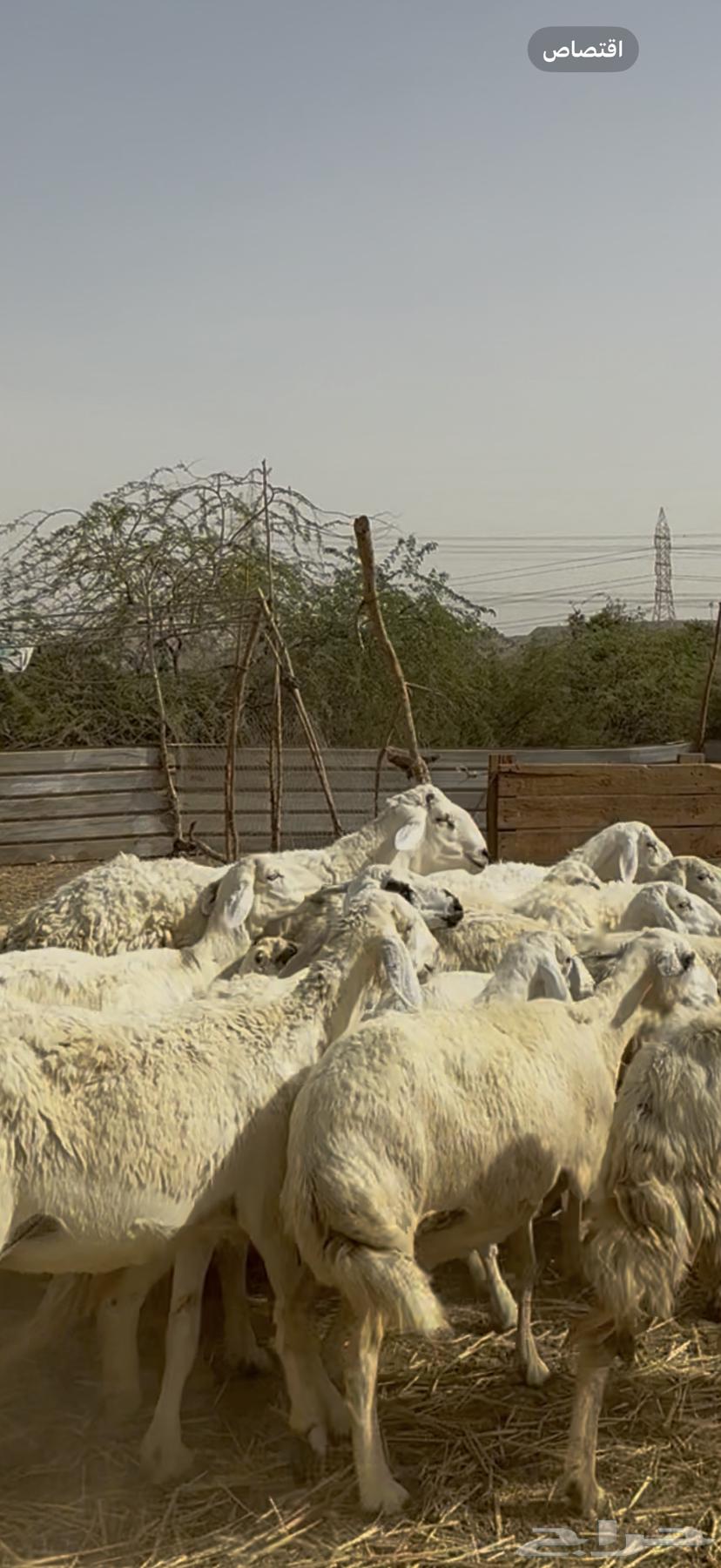 23 sheep with ram, paid 680 per head (( sold ))63792220821121113