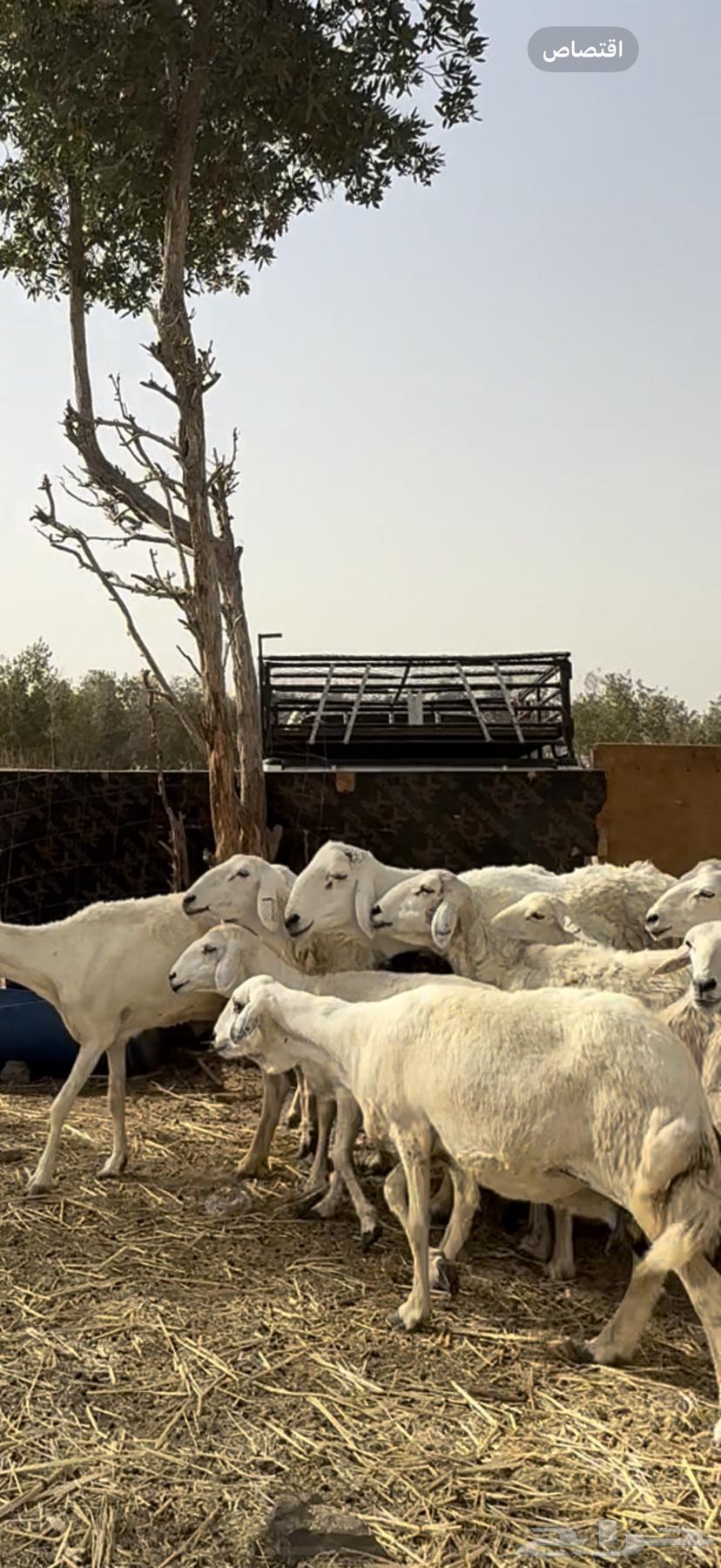 23 sheep with ram, paid 680 per head (( sold ))63792220821121111
