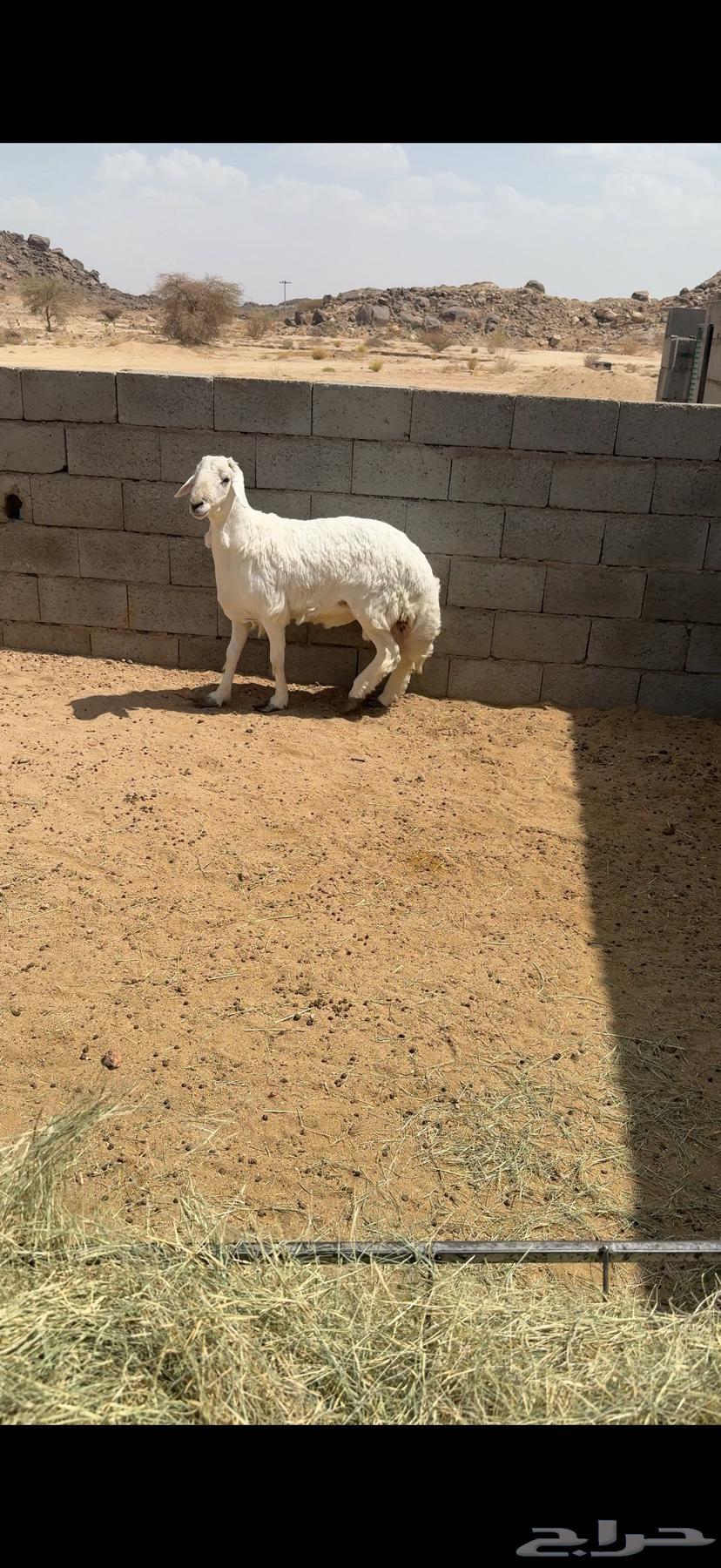 Lamb shoulder and back meat, cleaned and trimmed (expanded)63794890251651111