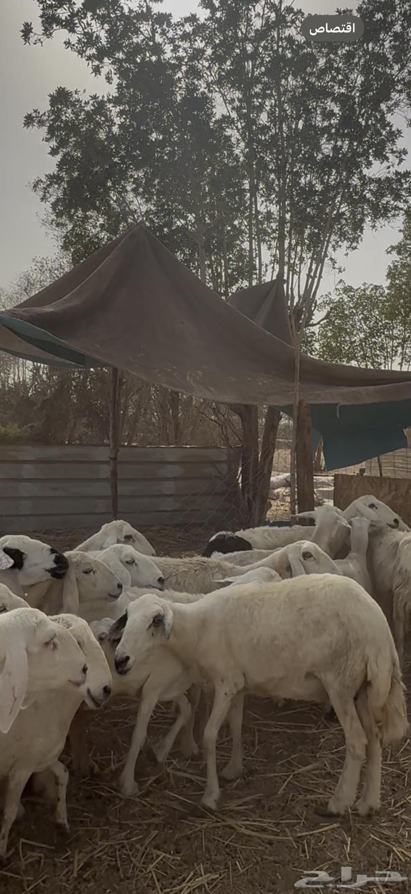 23 sheep with ram, paid 680 per head (( sold ))63792220821121114