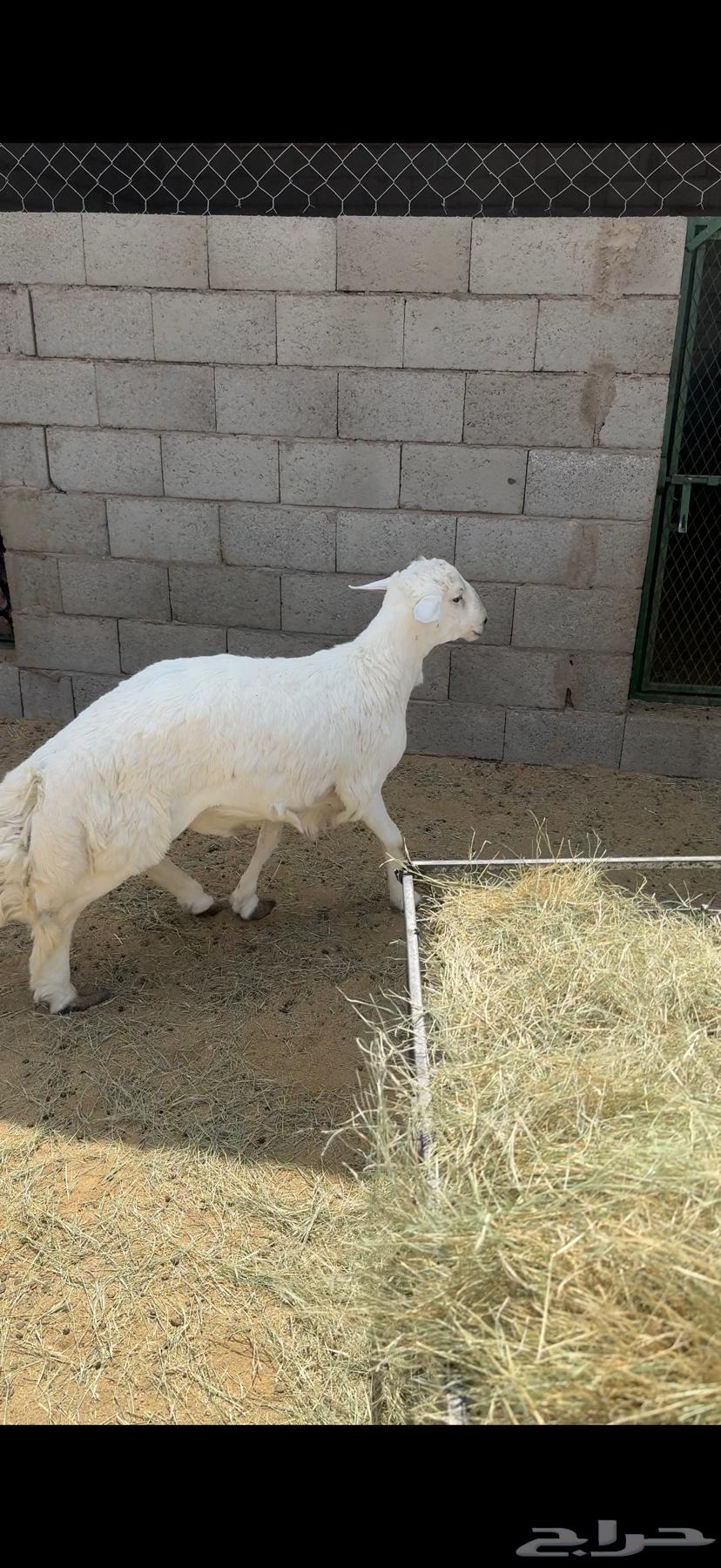 Lamb shoulder and back meat, cleaned and trimmed (expanded)63794890251651112