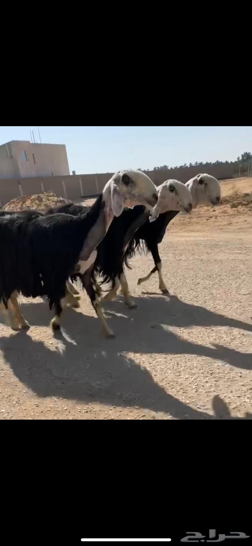 شياه نجد فواخر ( تم البيع )63791539590913111