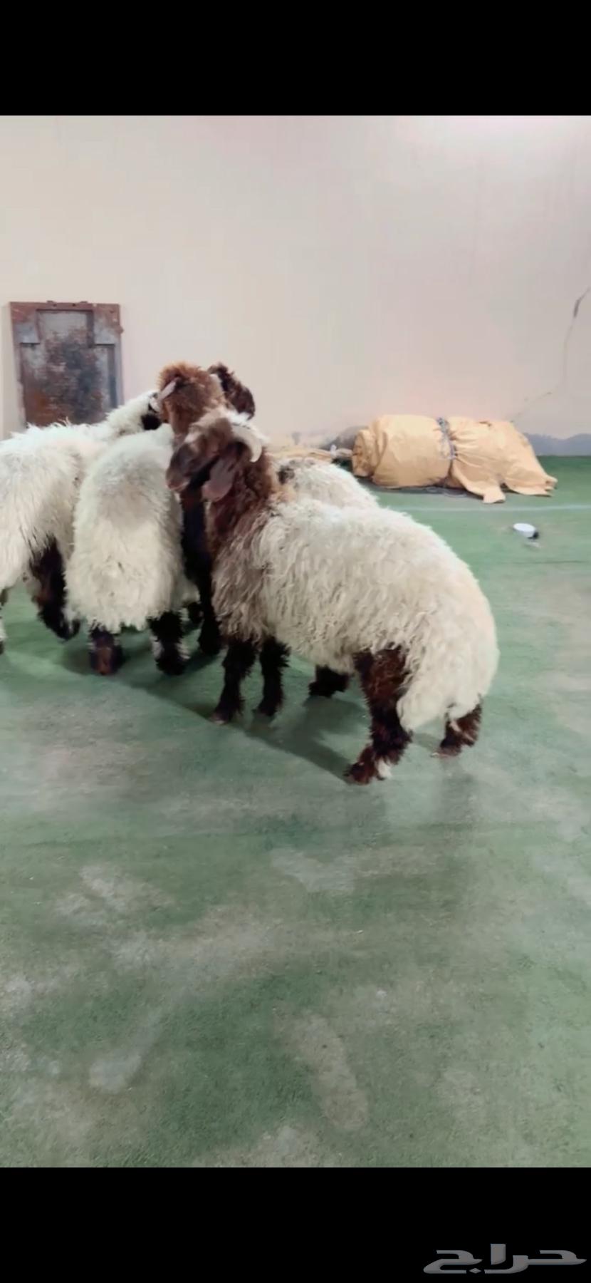 Tulian Na3im Al-Riyadh, Al-Shifa District, Any Location We Can Reach, Slaughter Two Remaining63791420920194110
