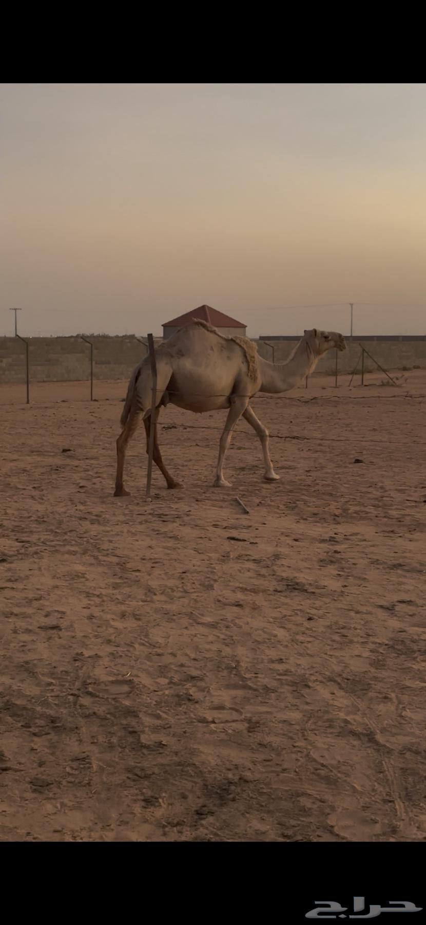 للبيع ناقة لقحه63791876803075111
