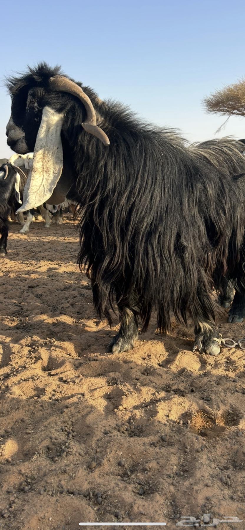 High-quality conditioned rams from crossbreeding63790874249729110