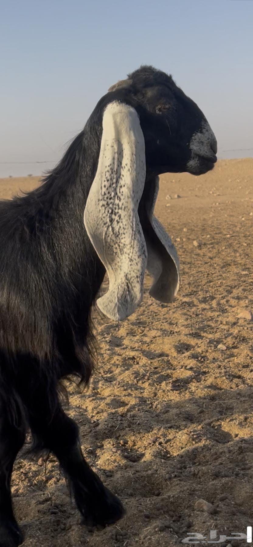 High-quality conditioned rams from crossbreeding63790874249729113