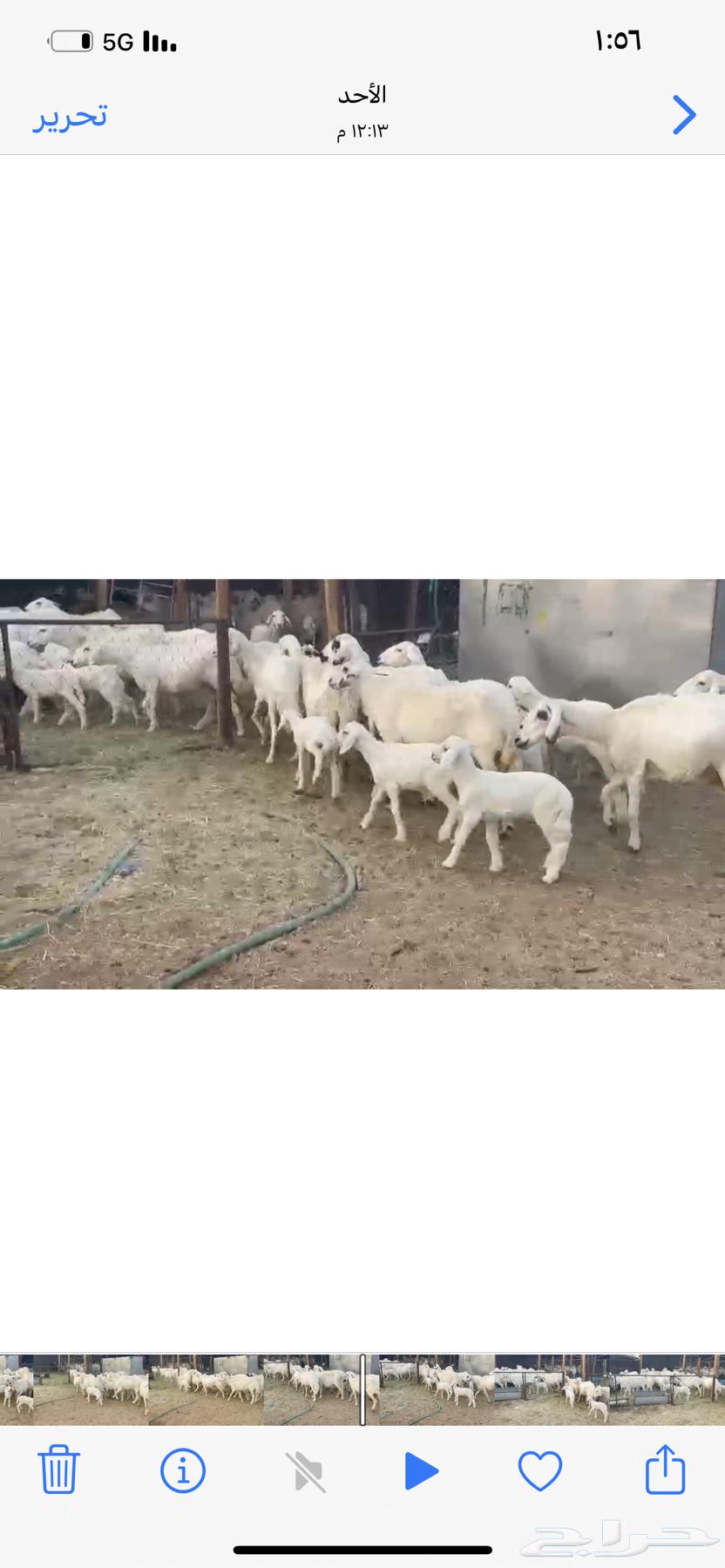 ضان متابيع 38 بهمها 35 حلال طيب63788542876290112