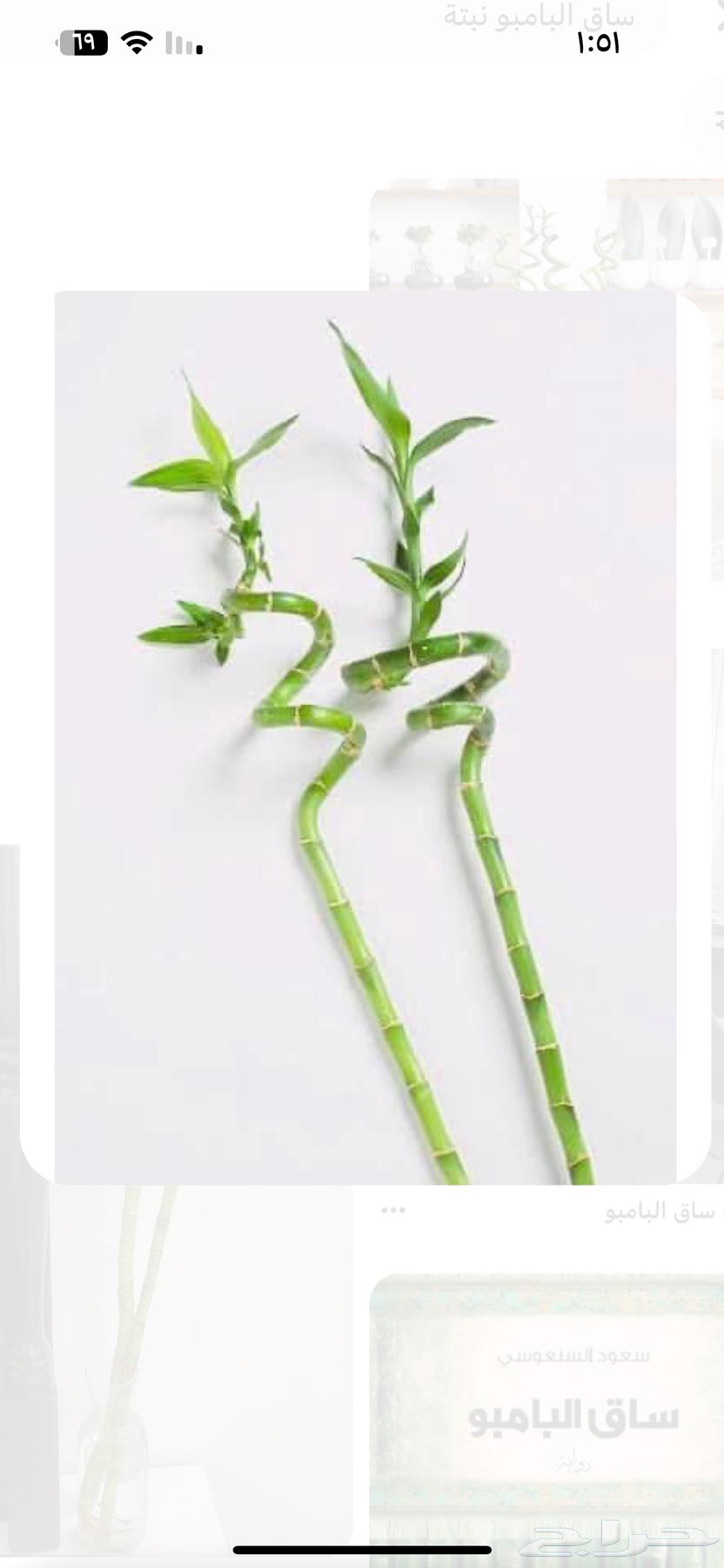 نبتة البابو المنزليه63791541736321113