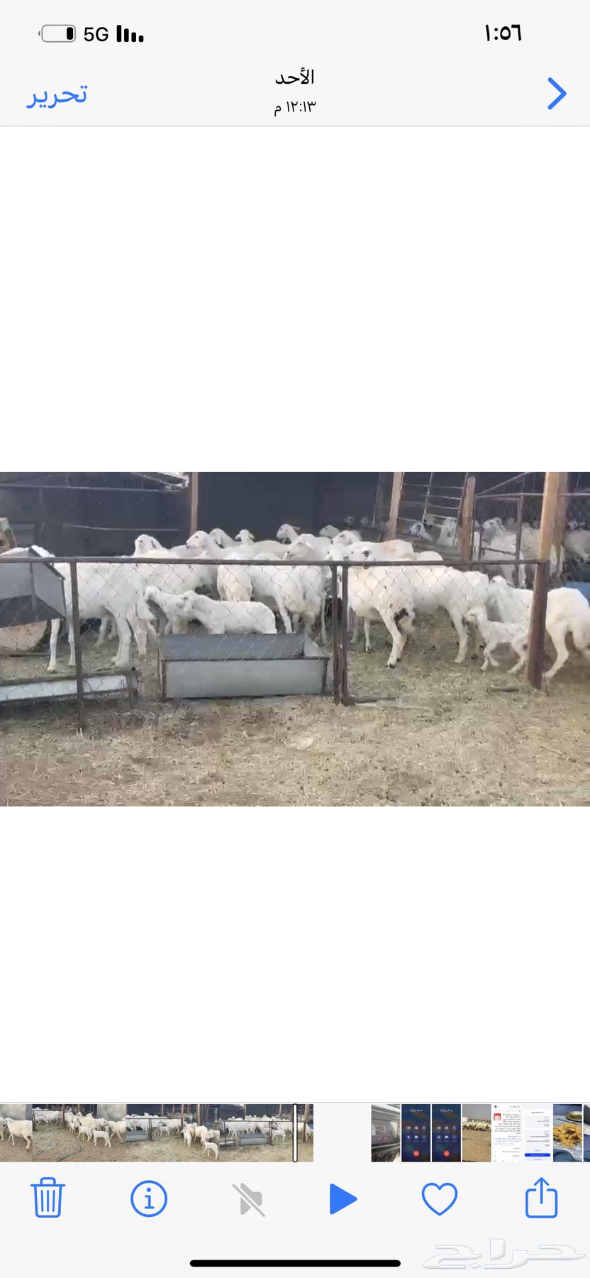 ضان متابيع 38 بهمها 35 حلال طيب63788542876290113