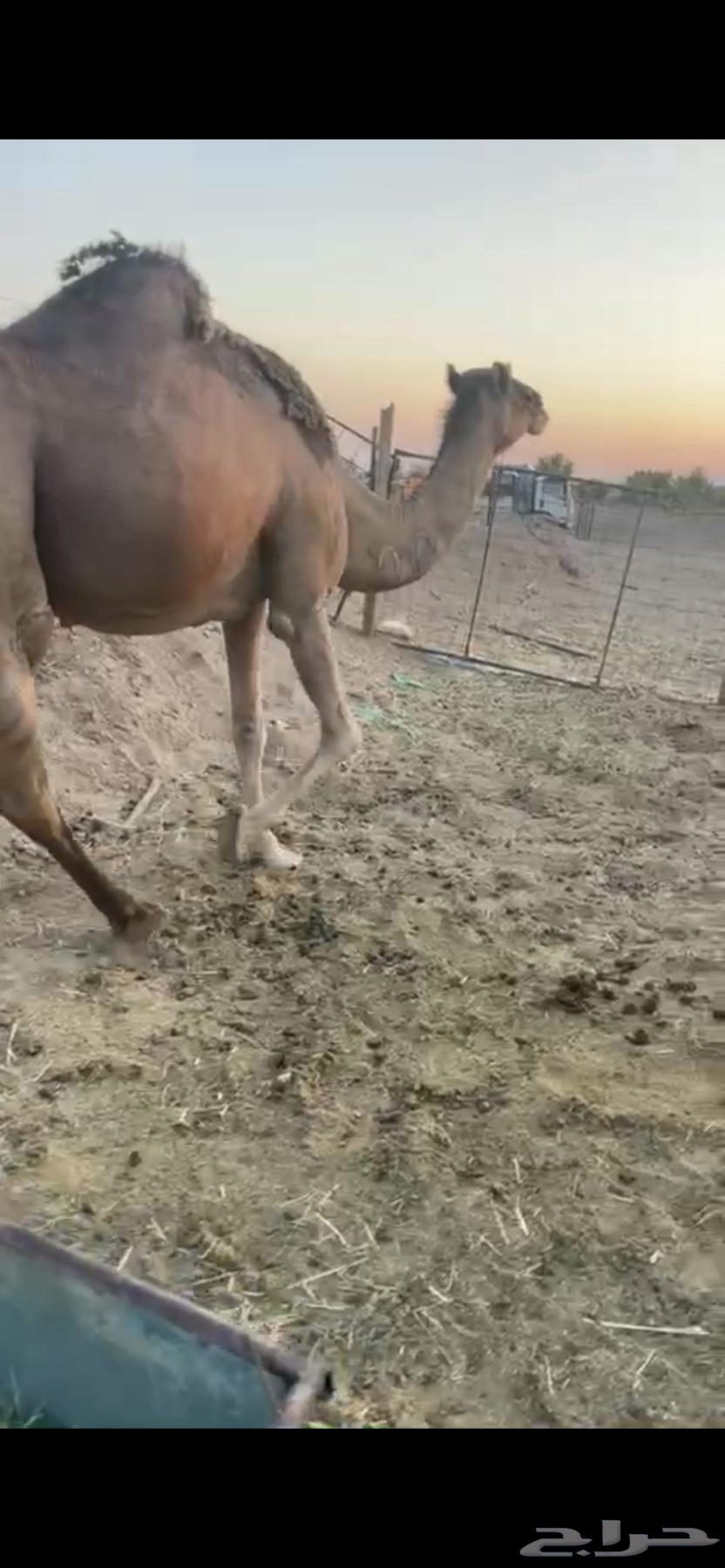 Red camel for sale, price limit 6500, sold63799535002499113