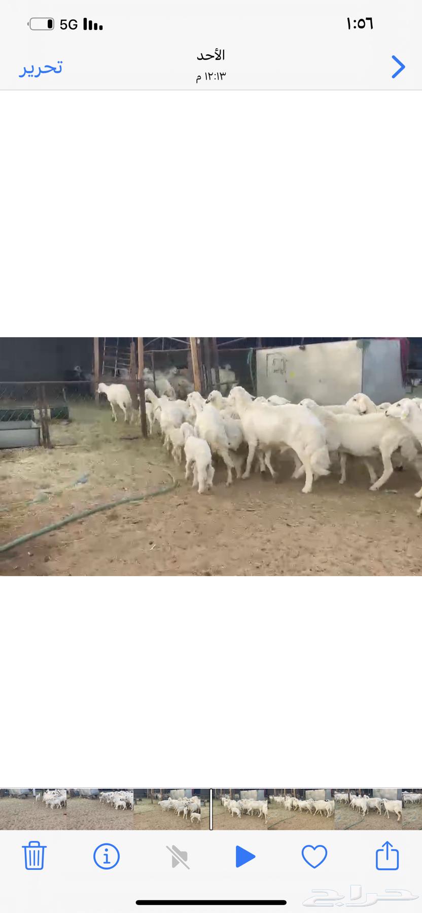 ضان متابيع 38 بهمها 35 حلال طيب63788542876290111