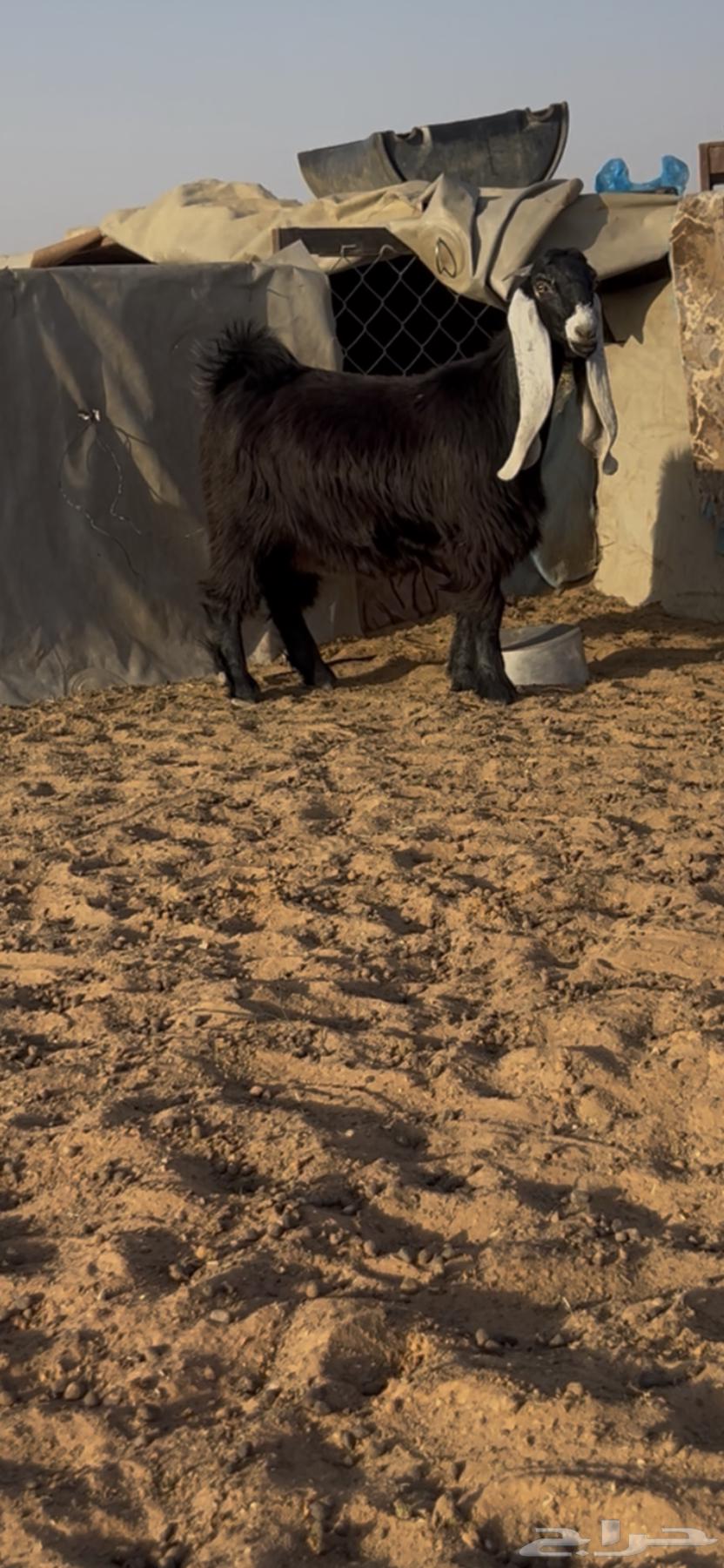 High-quality conditioned rams from crossbreeding63790874249729114
