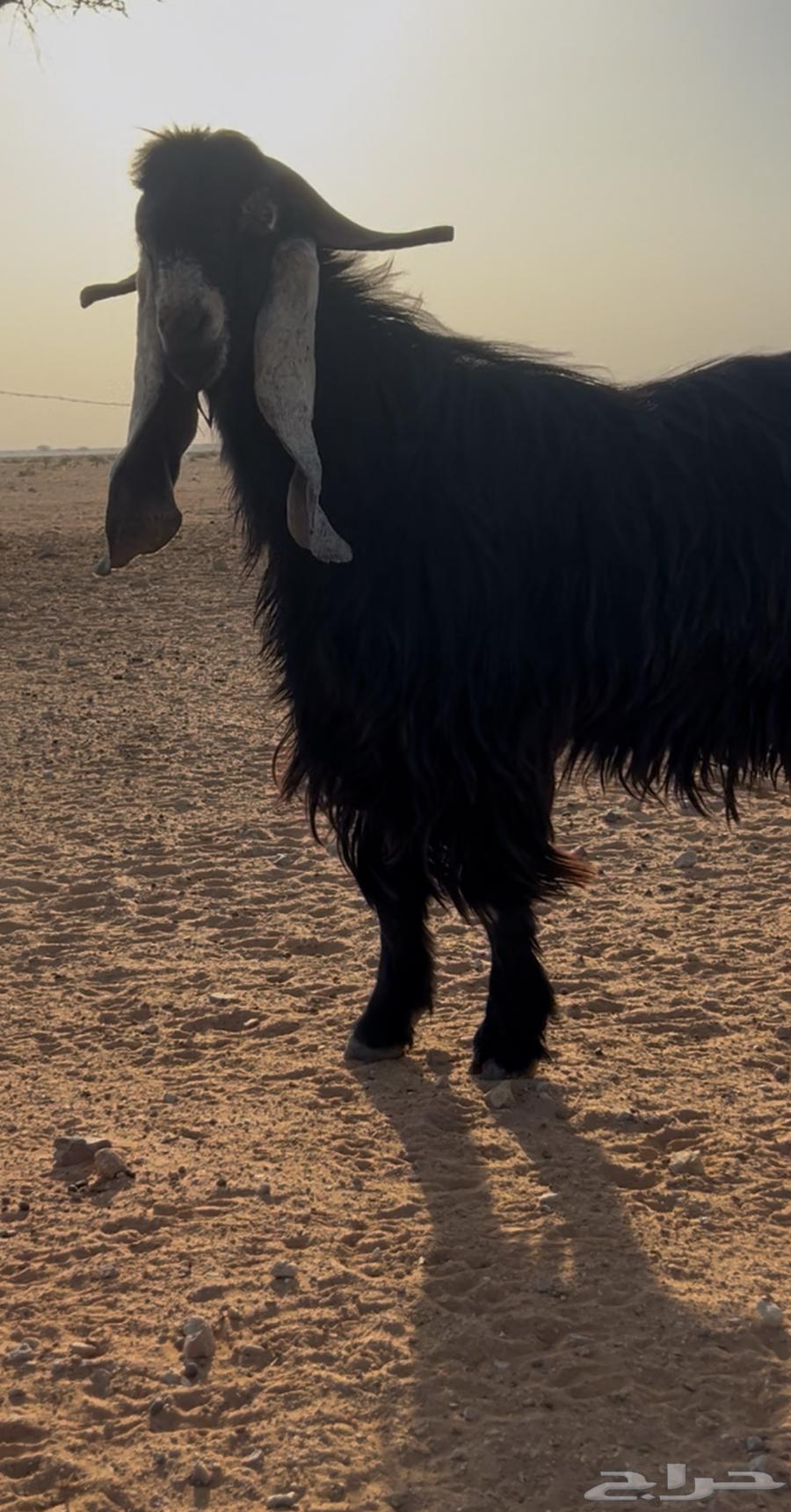 High-quality conditioned rams from crossbreeding63790874249729112