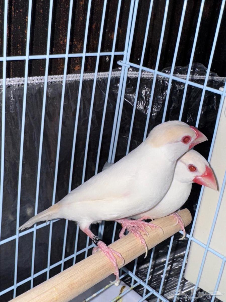 Java Pigeon Pair for Sale63792112901763110