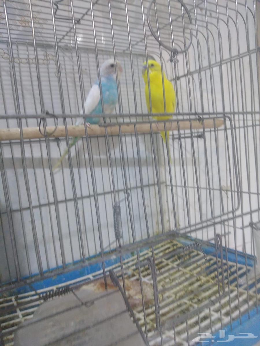 للبيع طيور الحب63798703640834112