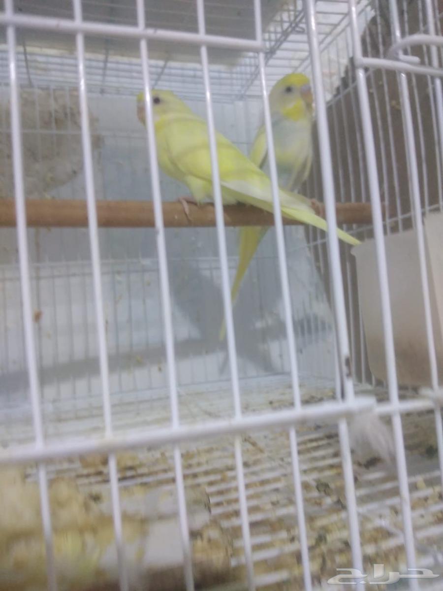 للبيع طيور الحب63798703640834113