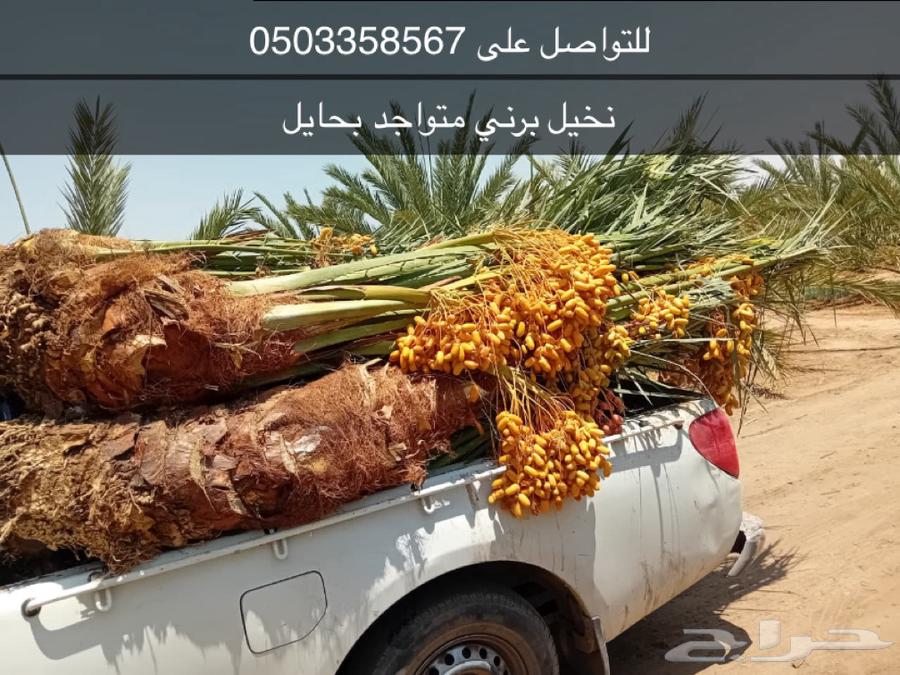 Palm tree seller63613630305922110
