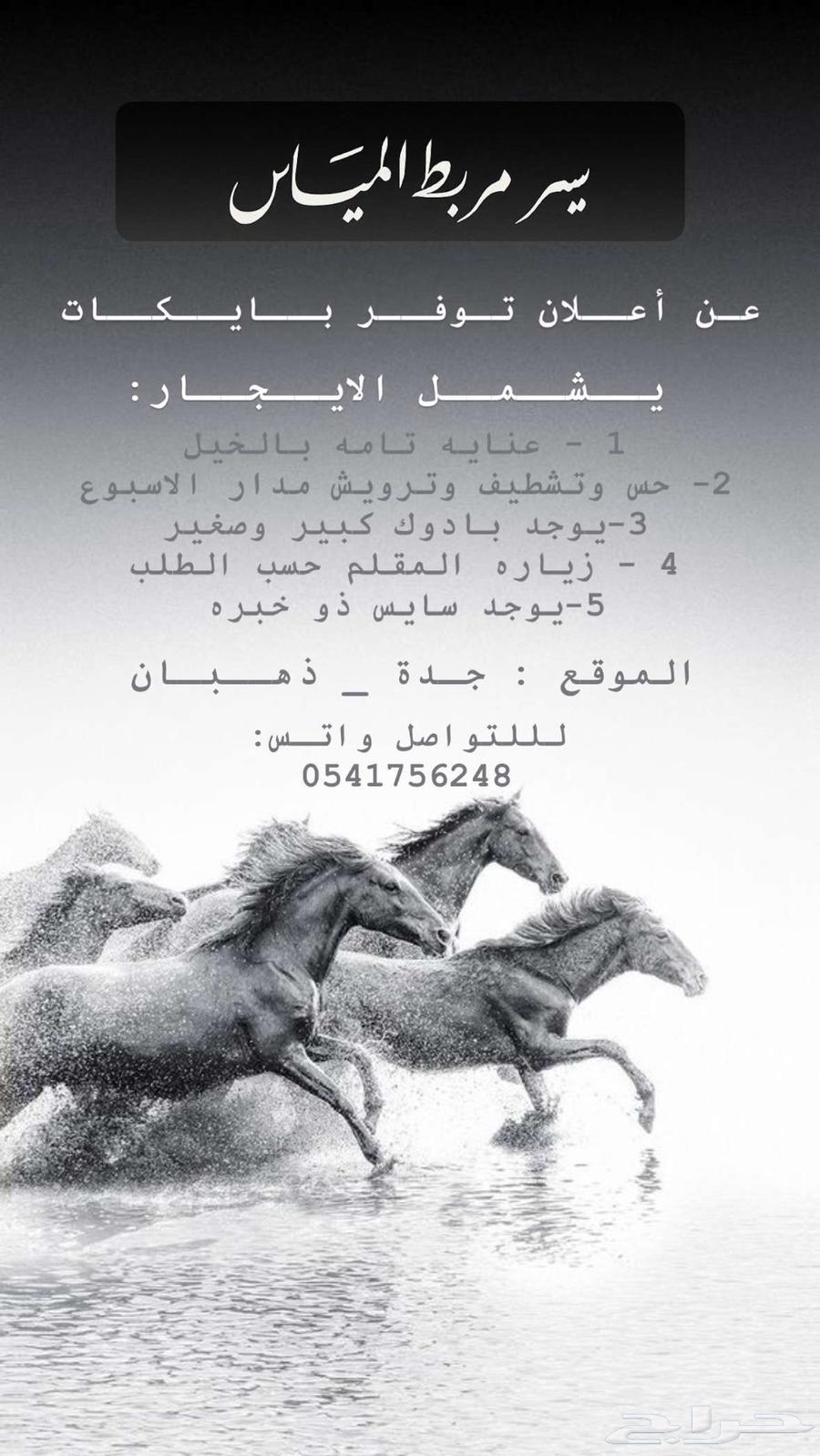 Mi'as Al-Mi'as Stables63667544748035111