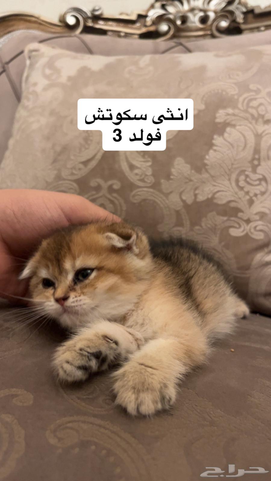 قطط سكوتش فولد وسكوتش ستريت63813297361411112