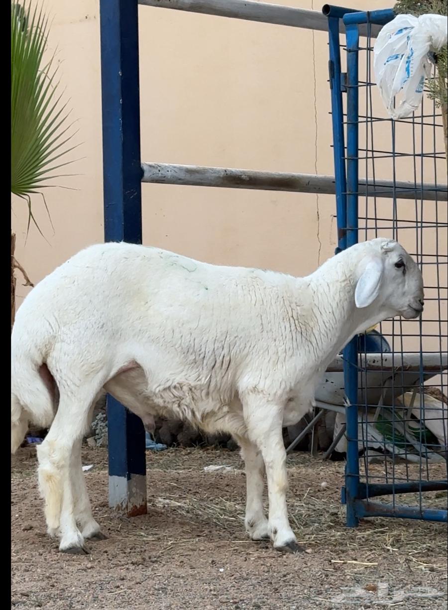 Stallion for Sale, Premium Class, Conditional Sale63795403353347112