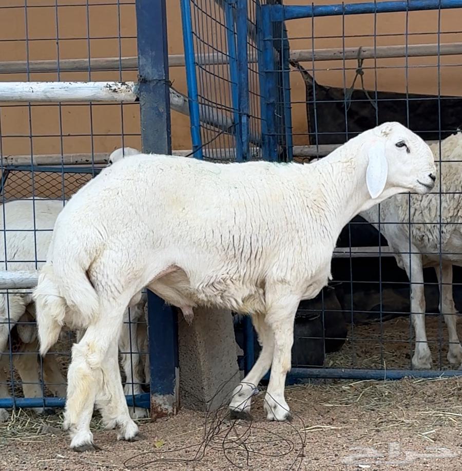 Stallion for Sale, Premium Class, Conditional Sale63795403353347113