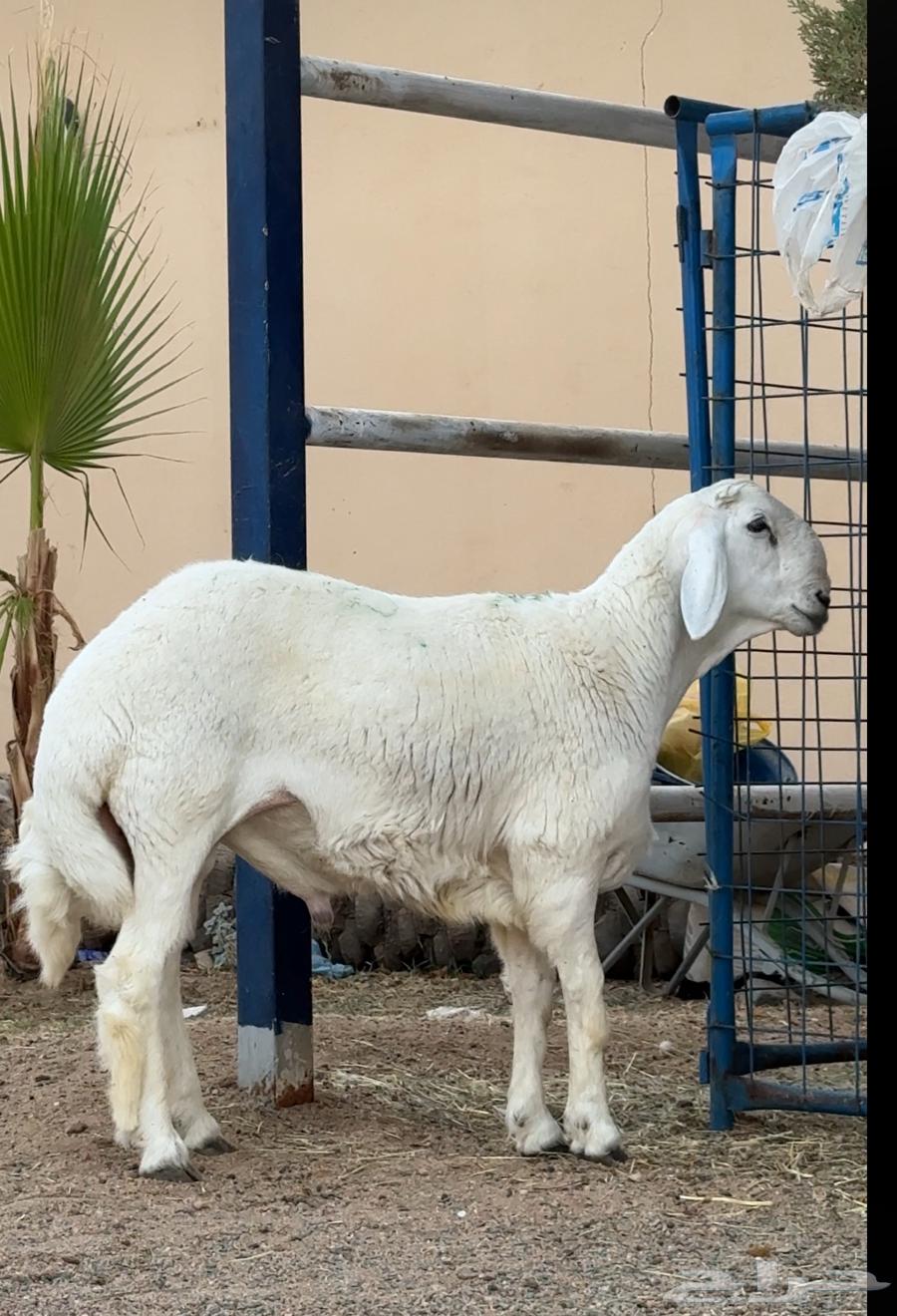 Stallion for Sale, Premium Class, Conditional Sale63795403353347110
