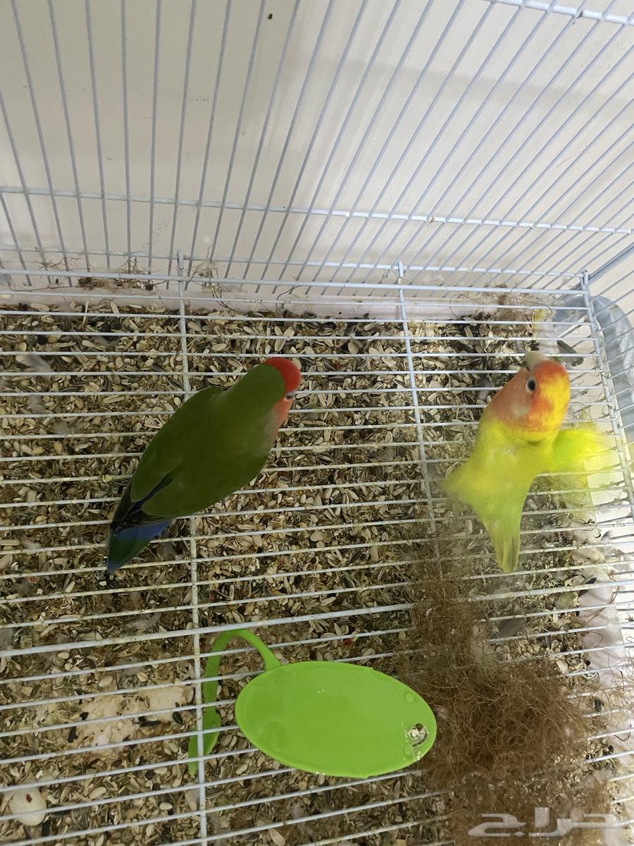 روز للبيع والبيع سمح64451996363523114