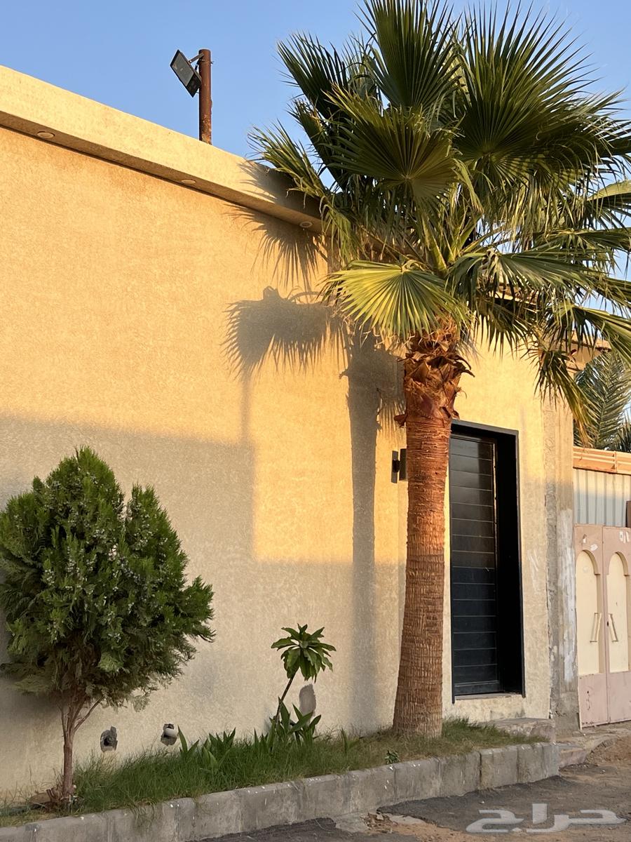 Palm and Olive Coordination63812506481537110