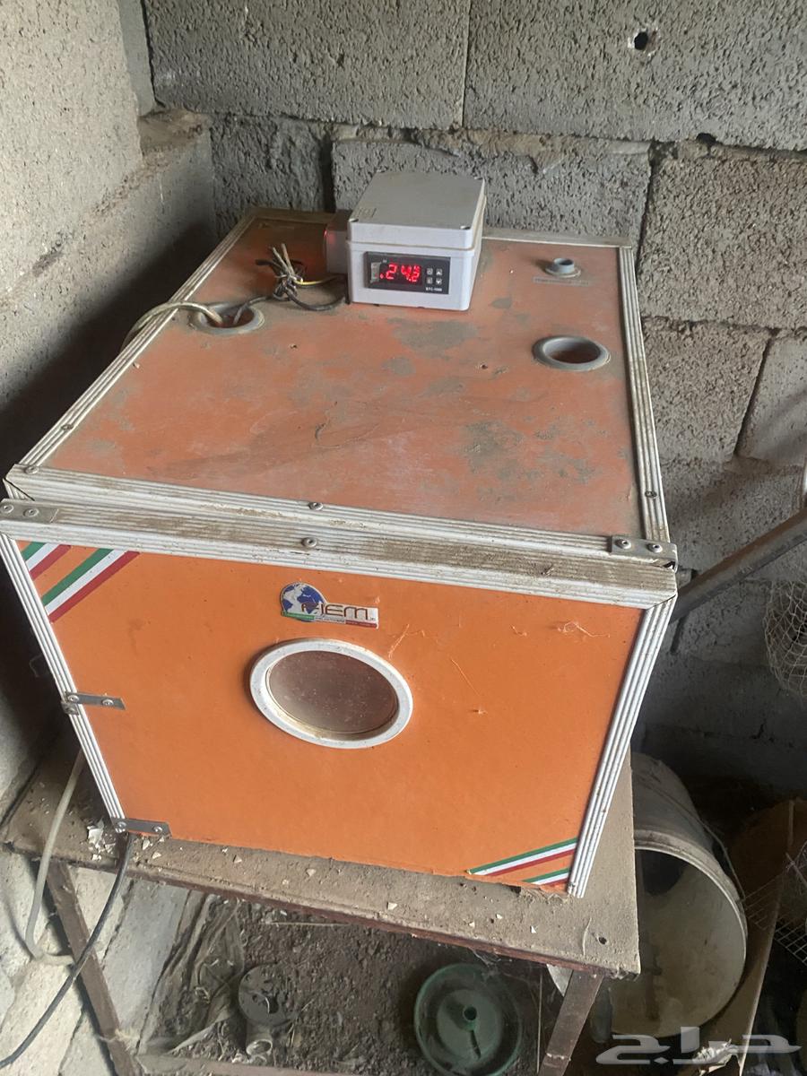 Italian incubator for sale63803825235587110