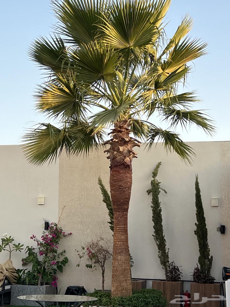 Palm and Olive Coordination63812506481537112