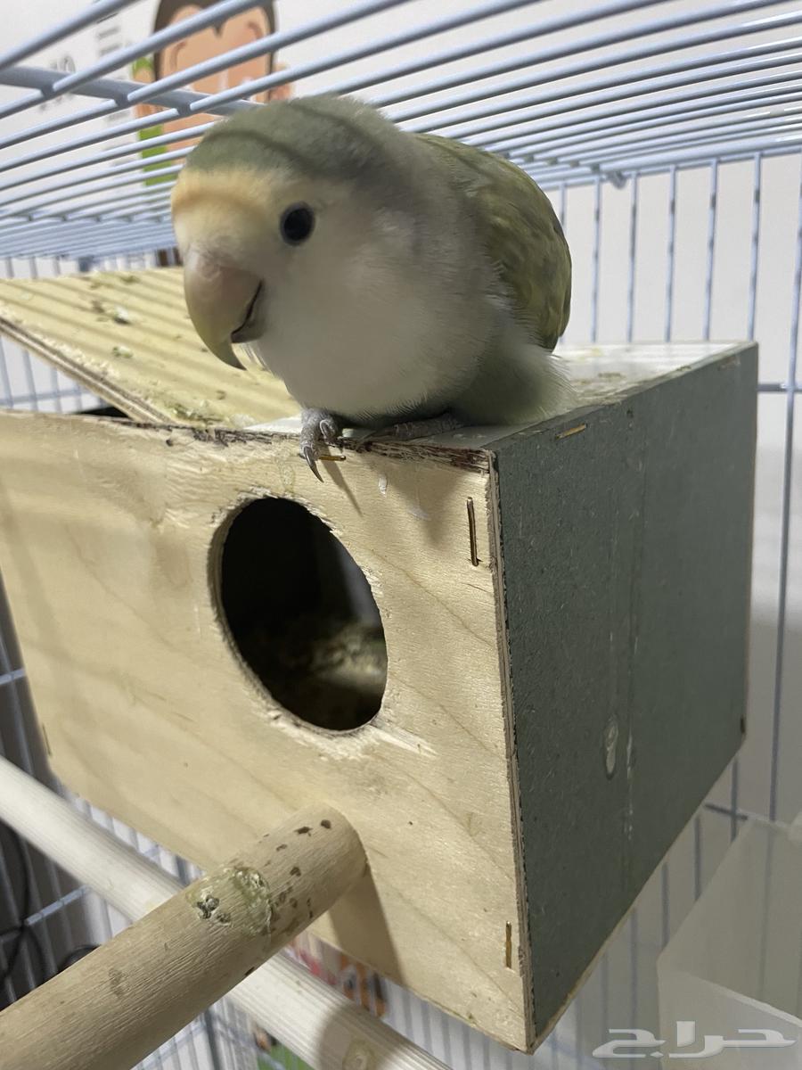 روز للبيع والبيع سمح64451996363523112