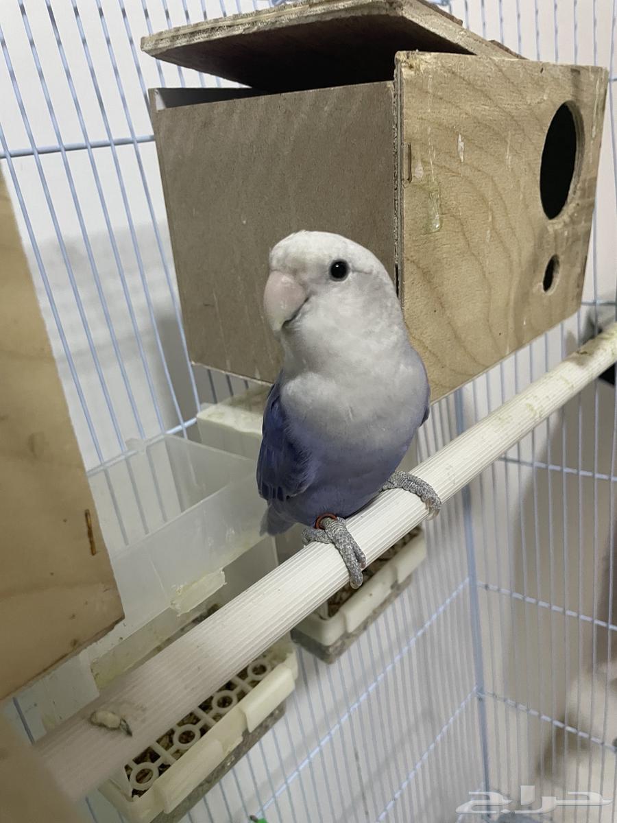 روز للبيع والبيع سمح64451996363523111