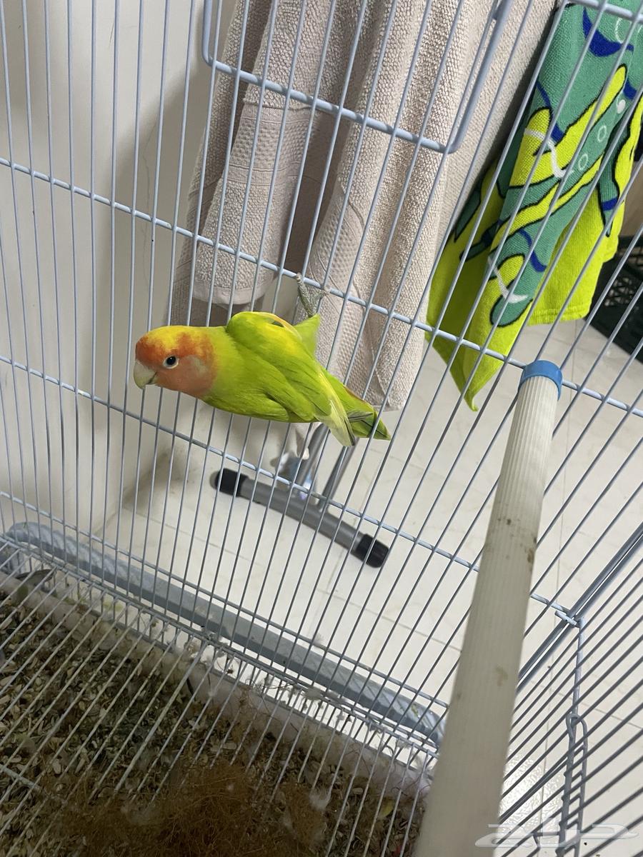 روز للبيع والبيع سمح64451996363523110