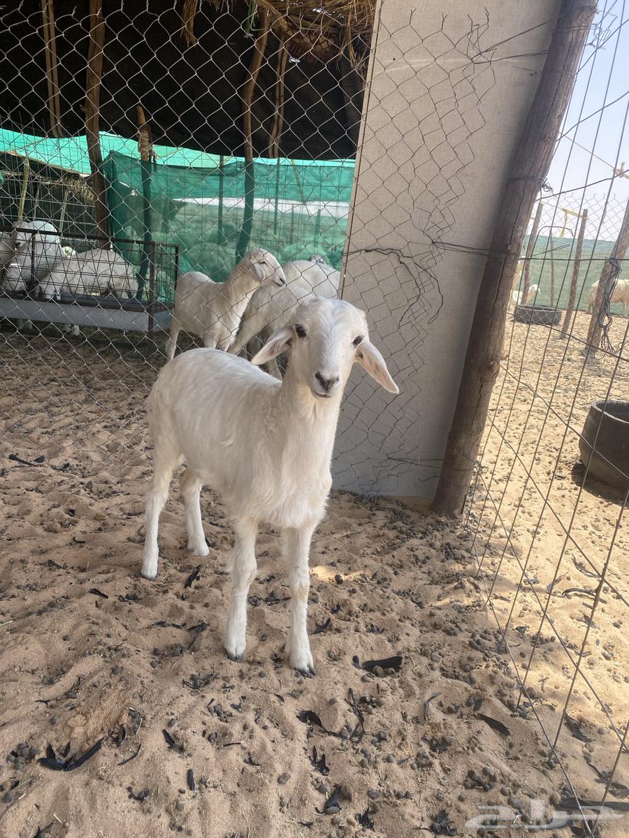 Free lamb has been sold63823582764802110