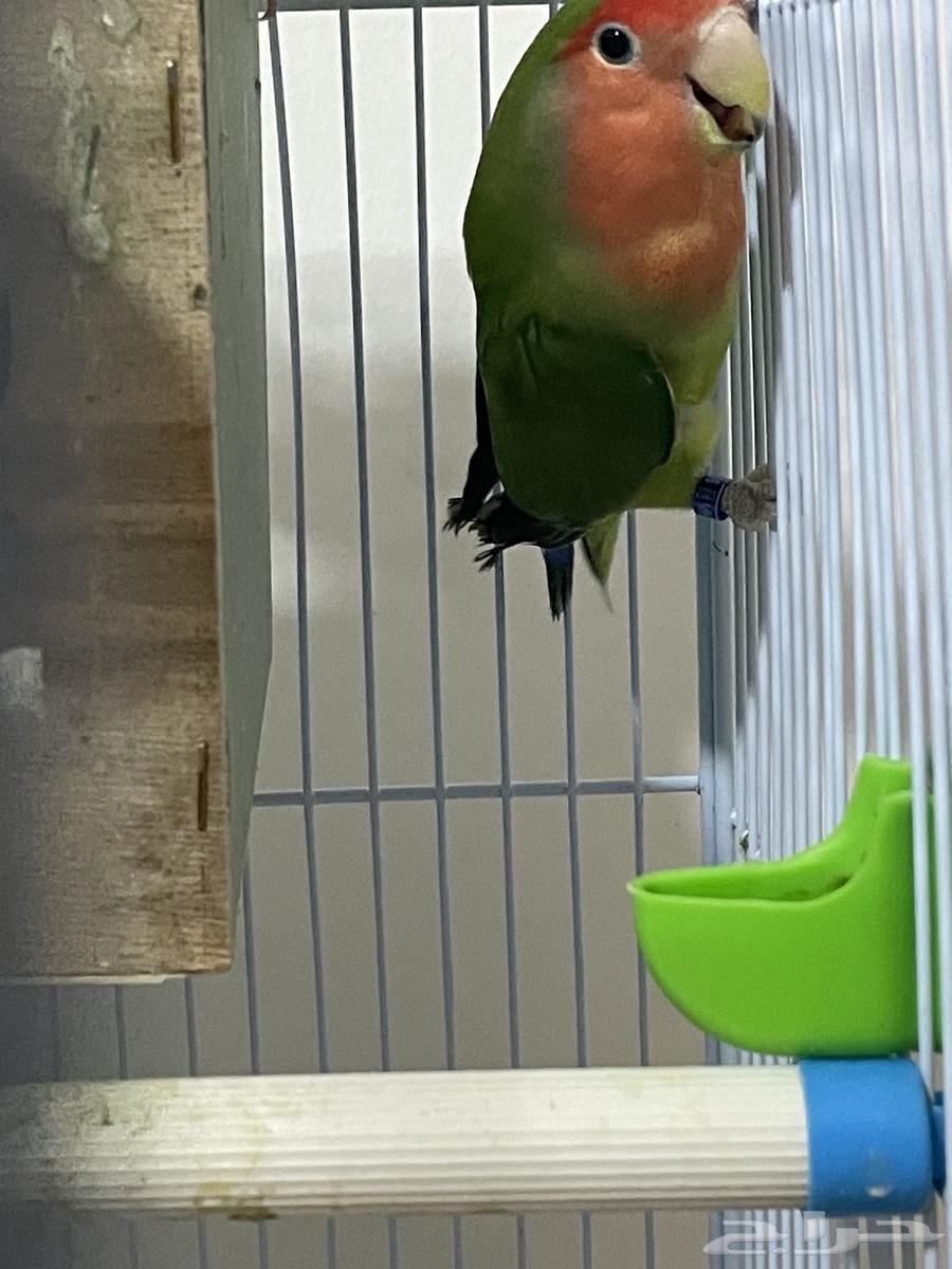 روز للبيع والبيع سمح64451996363523113