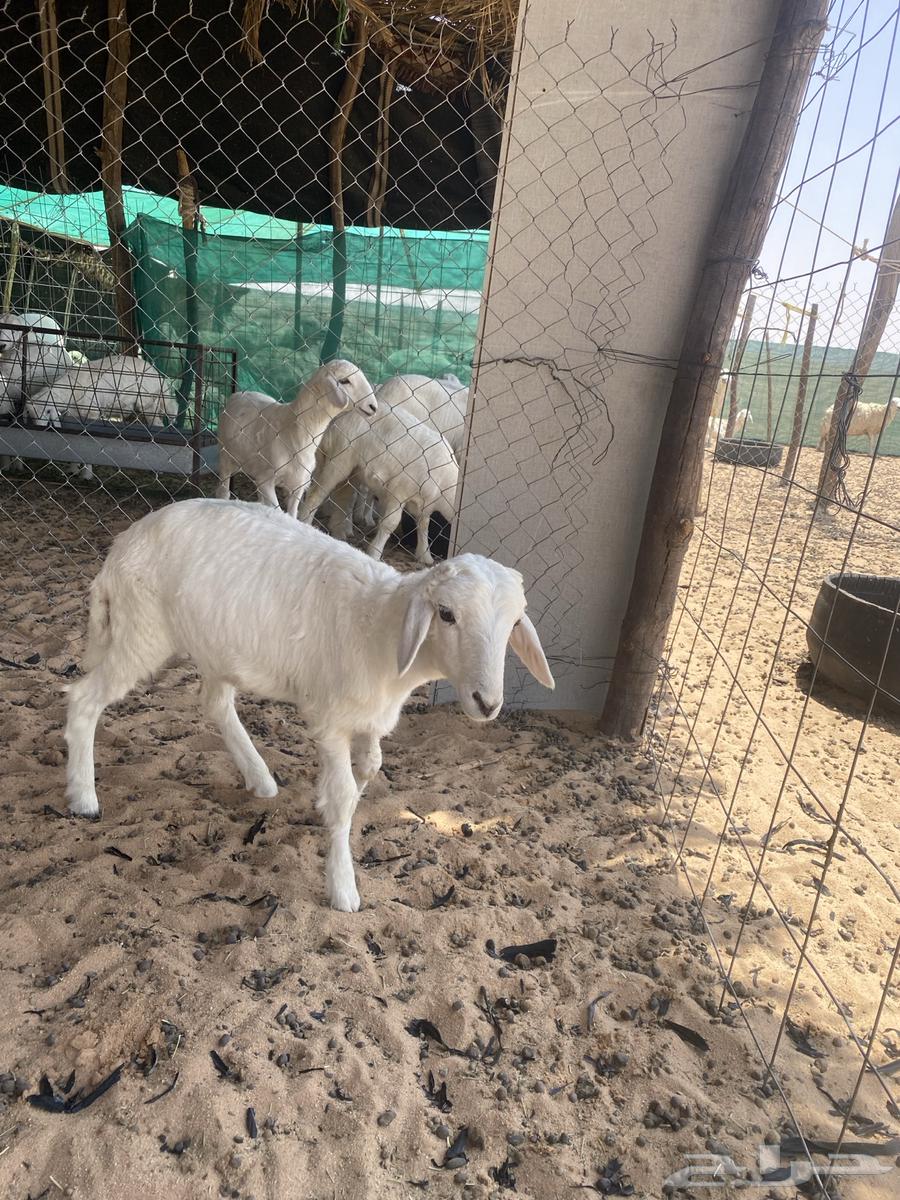 Free lamb has been sold63823582764802112