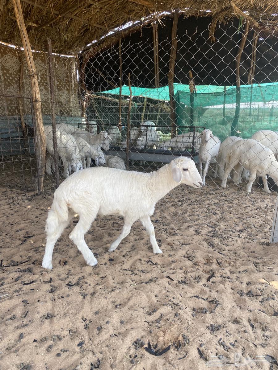 Free lamb has been sold63823582764802114