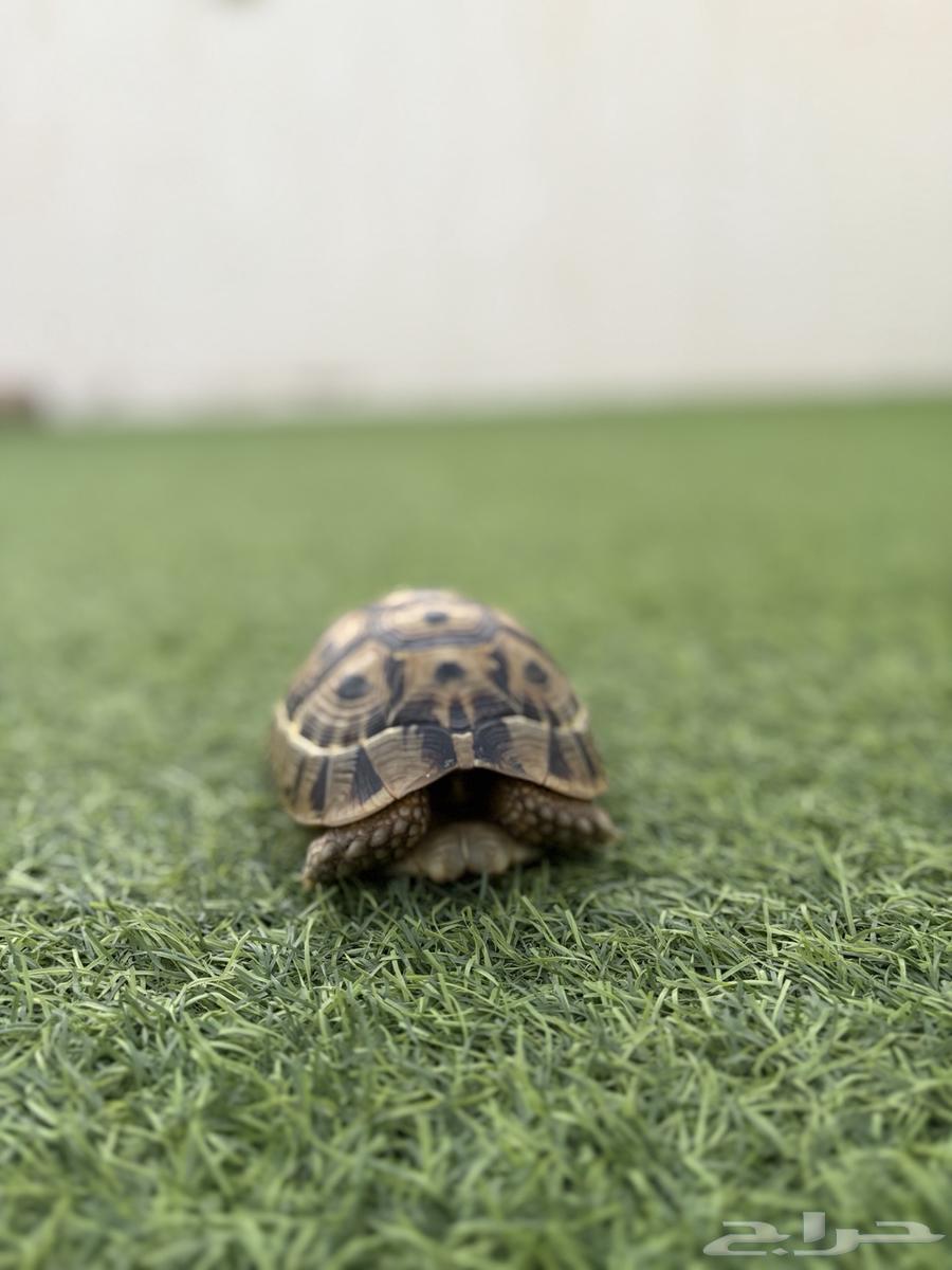 Turtle63804110775553113