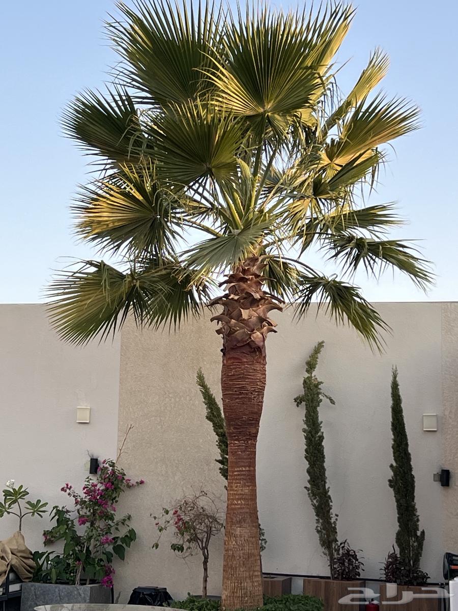 Palm and Olive Coordination63812506481537111