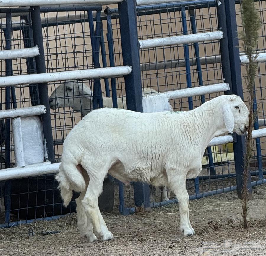 Stallion for Sale, Premium Class, Conditional Sale63795403353347114