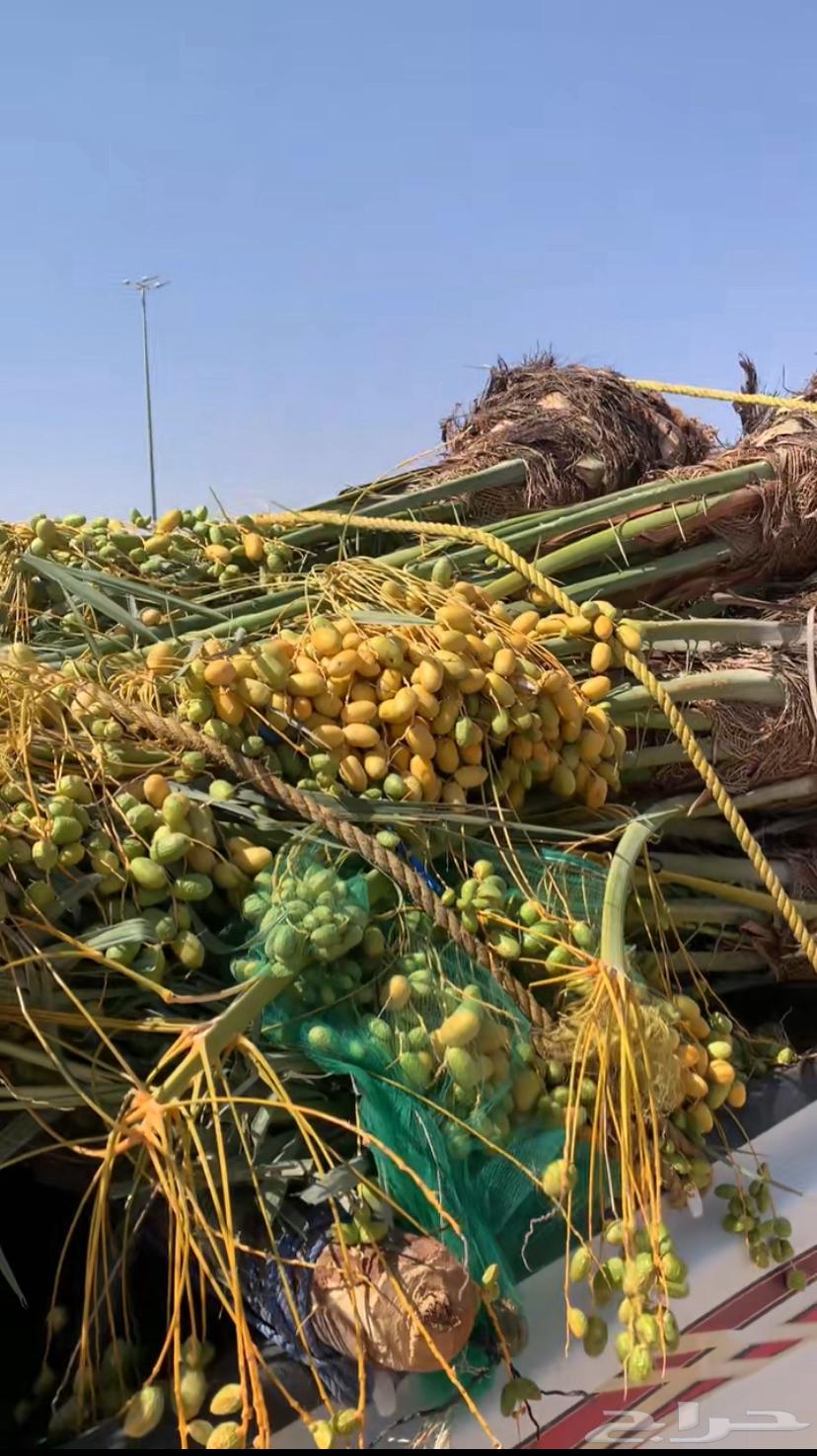 Palm tree seller63613630305922112
