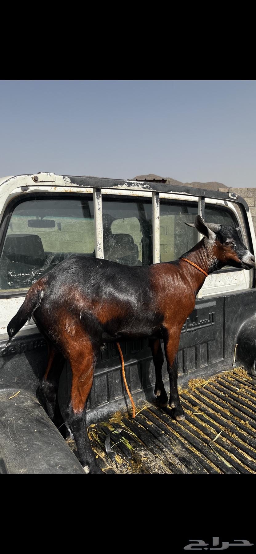 Goat for sale Al Majarida63805329642370110