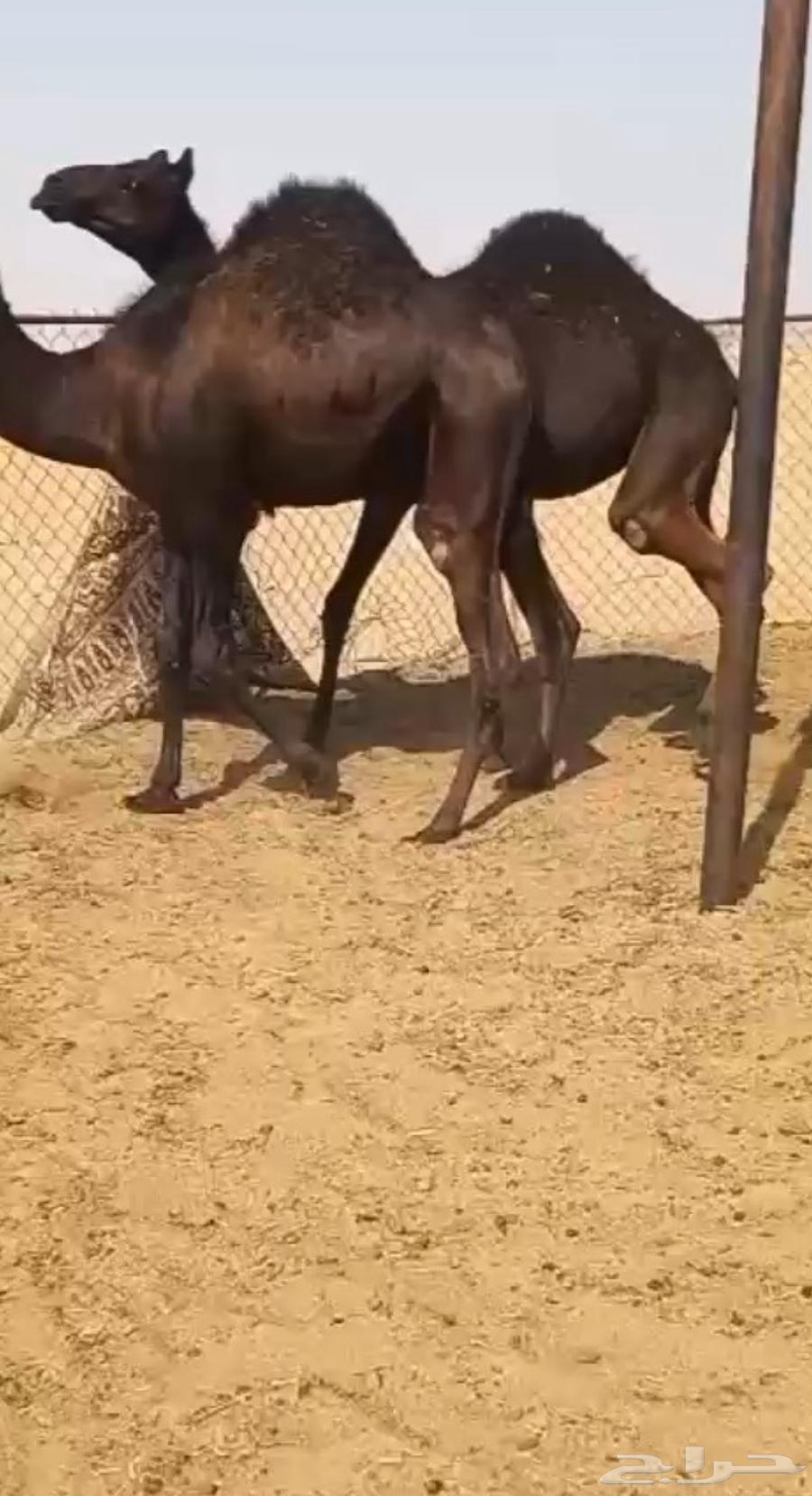 قعود وبكره مفاريد كفو فل للبيع التواصل اتصال63809854001793110
