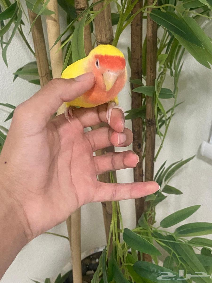 روز أليف يحب اللعب ( انثى )63794376656385112