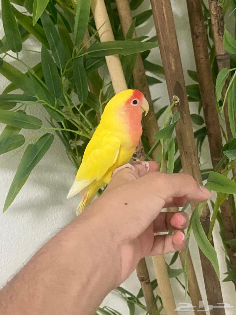 روز أليف يحب اللعب ( انثى )63794376656385110