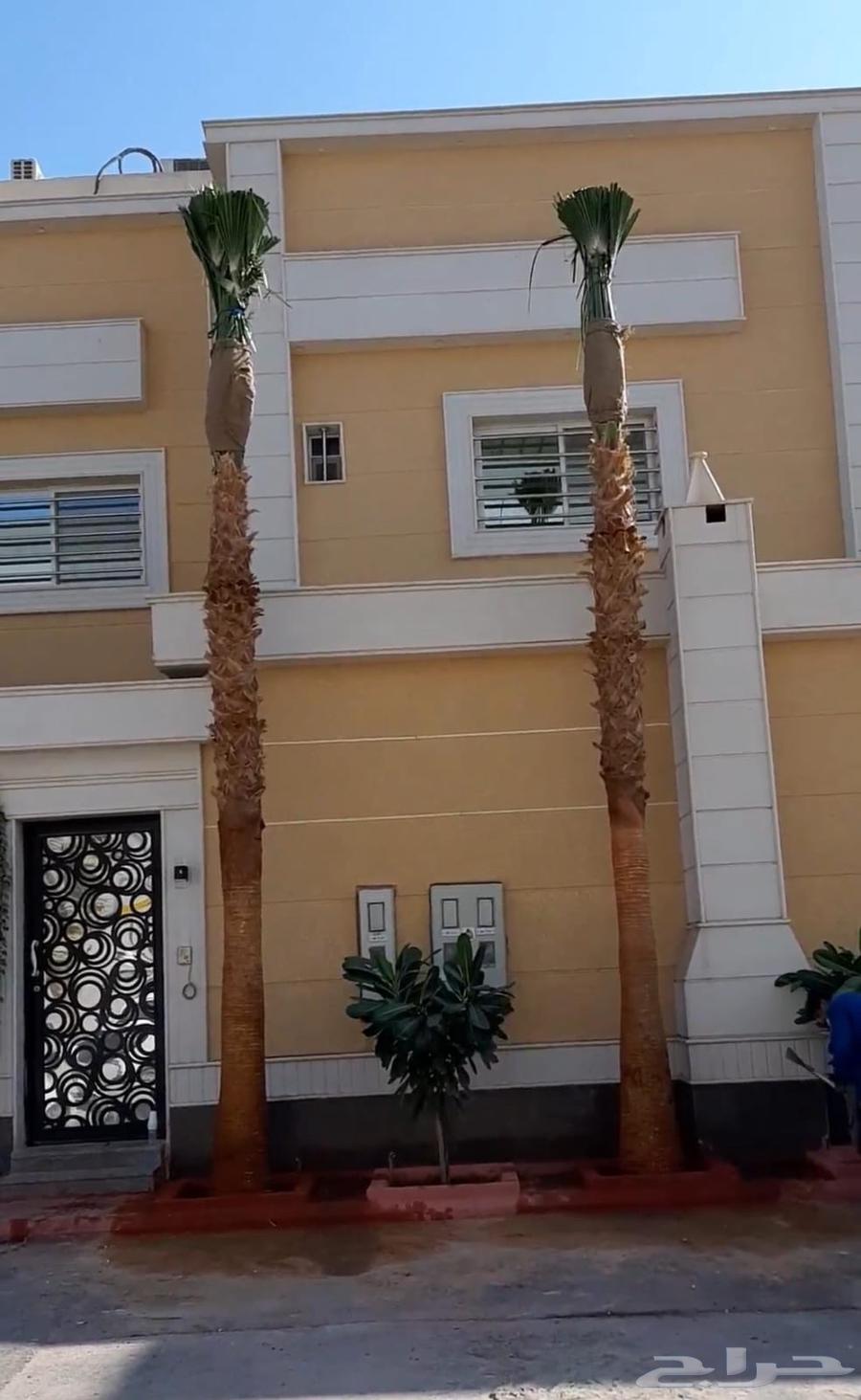 Washington palm from 1 meter to 10 meters63613406107777110