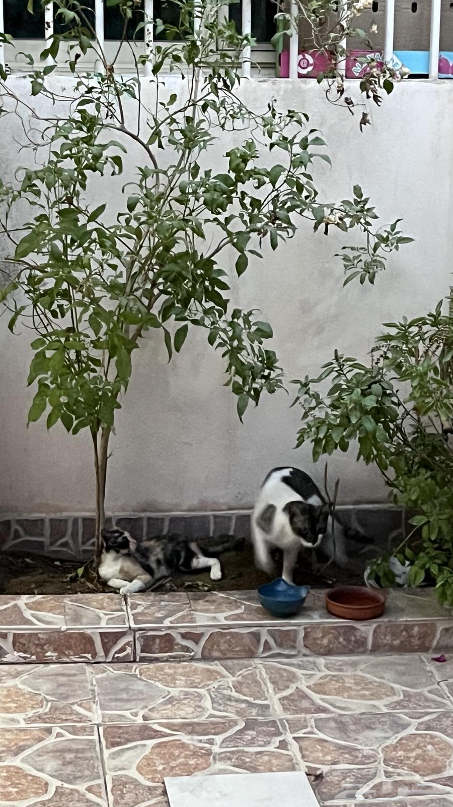 اله موسيقيه64508270923393111