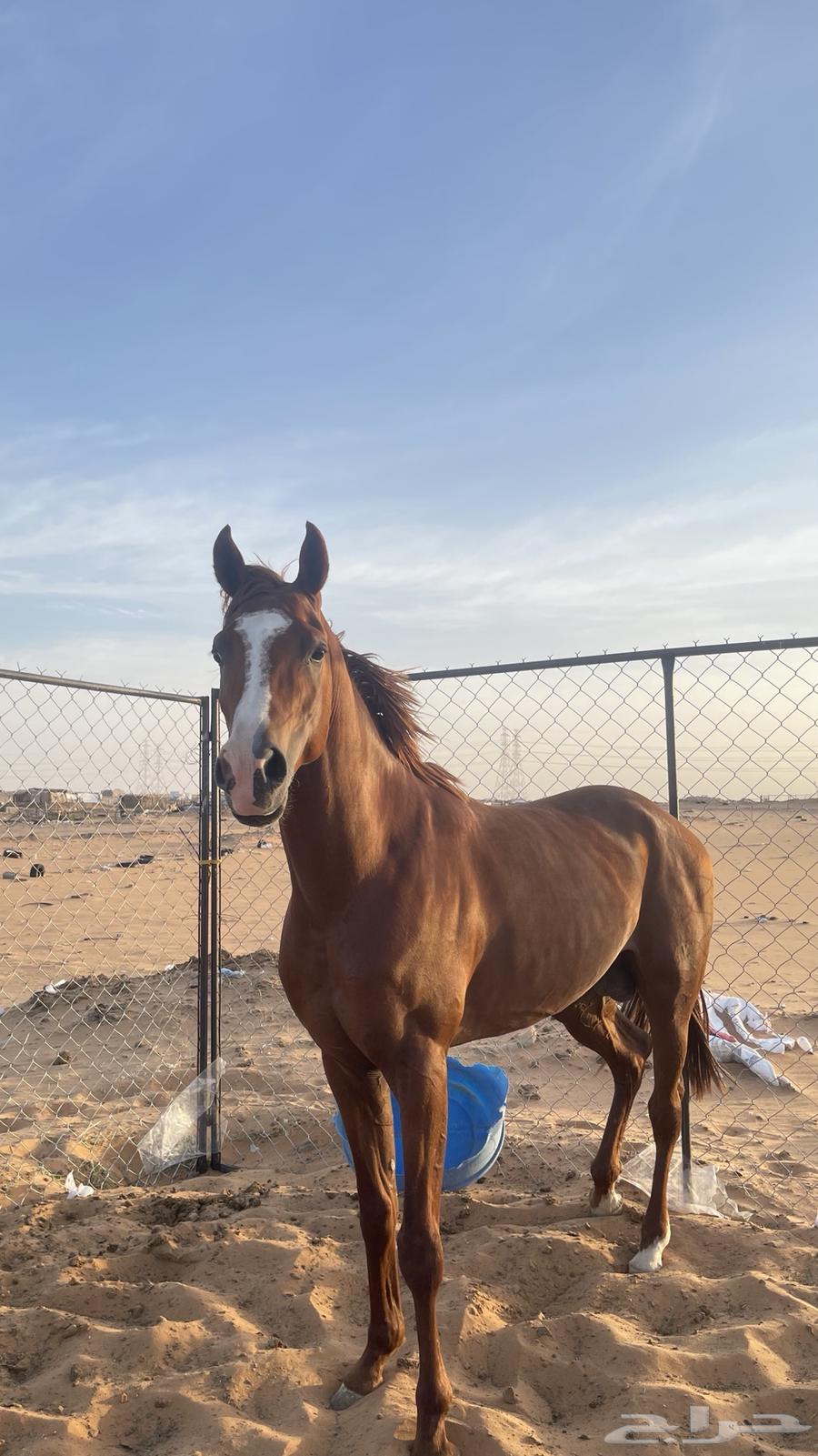 Popular Horse63925836264578112