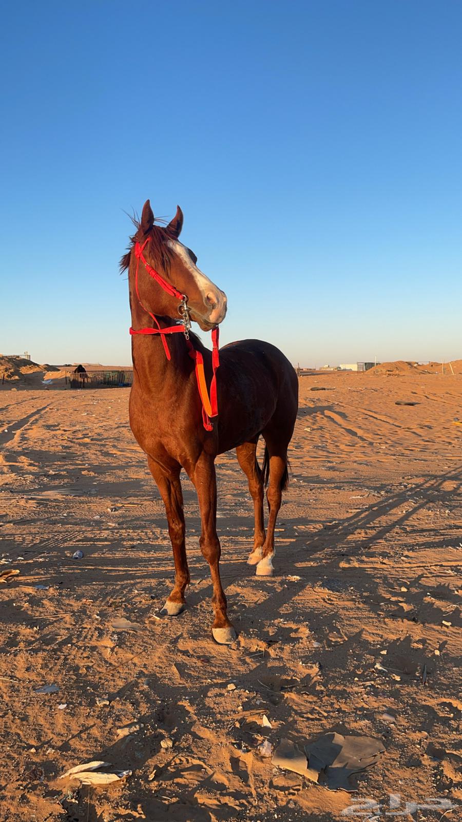 Popular Horse63925836264578114
